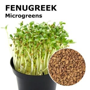 Microgreen Çemen otu Tohumu 100 gr