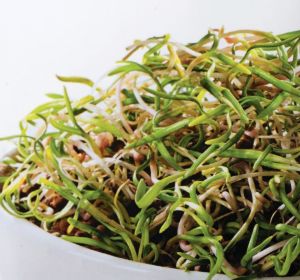 Microgreen Yeşillik Ispanak Tohumu 25 gr