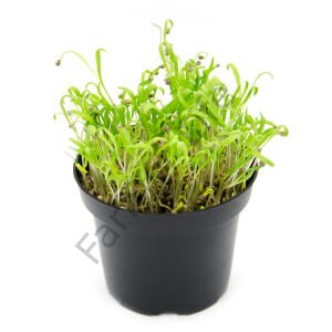 Microgreen Yeşillik Ispanak Tohumu 50 gr