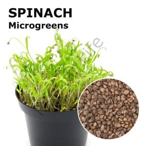 Microgreen Yeşillik Ispanak Tohumu 25 gr