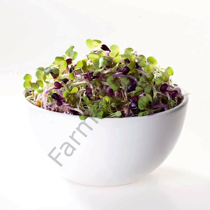 Organik Microgreen Siyah Hardal Tohumu 50 gr