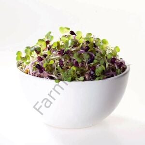 Organik Microgreen Siyah Hardal Tohumu 50 gr