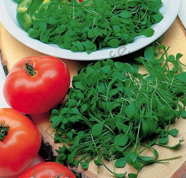 Organik Microgreen Semizotu Tohumu 10 gr