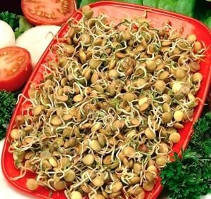 Organik Microgreen Yeşil Mercimek Tohumu 100 gr