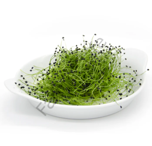 Organik Microgreen Frenk Soğanı Tohumu 10 gr