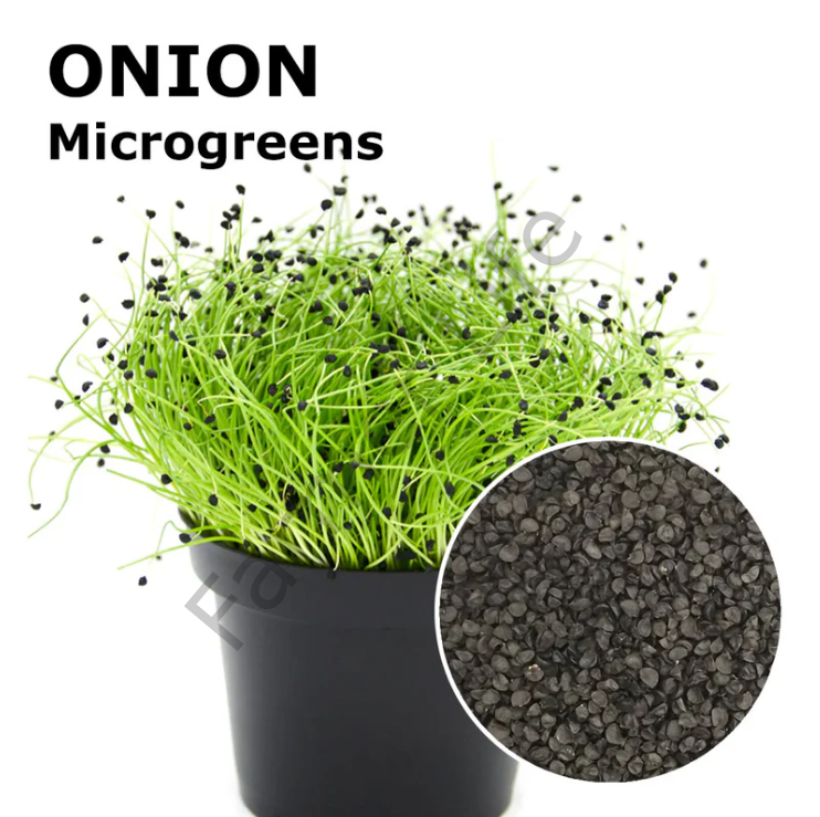 Organik Microgreen Frenk Soğanı Tohumu 10 gr