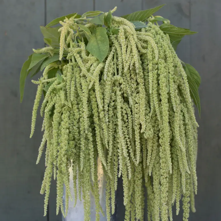 Organik Microgreen Amaranth Tohumu 10 gr