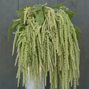 Organik Microgreen Amaranth Tohumu 10 gr