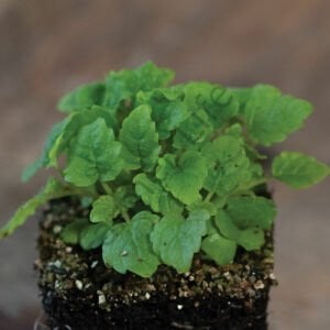 Organik Microgreen Melisa Limon Otu Tohumu 1 gr