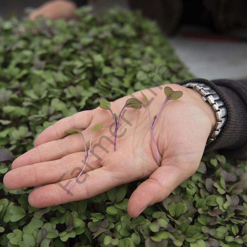 Organik Microgreen Alabaş Kohlrabi Tohumu 1 gr