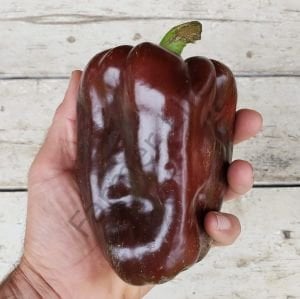 Çikolata California Biberi Tohumu (10 Tohum)