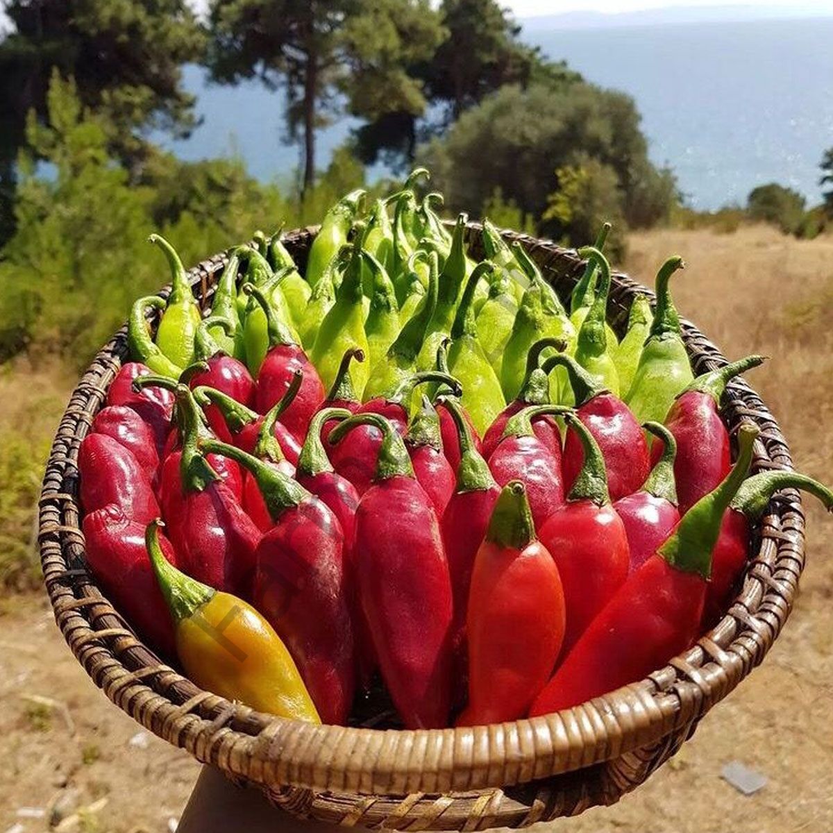Balık Biberi Tohumu (10 Tohum)