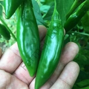 Balık Biberi Tohumu (50 Tohum)