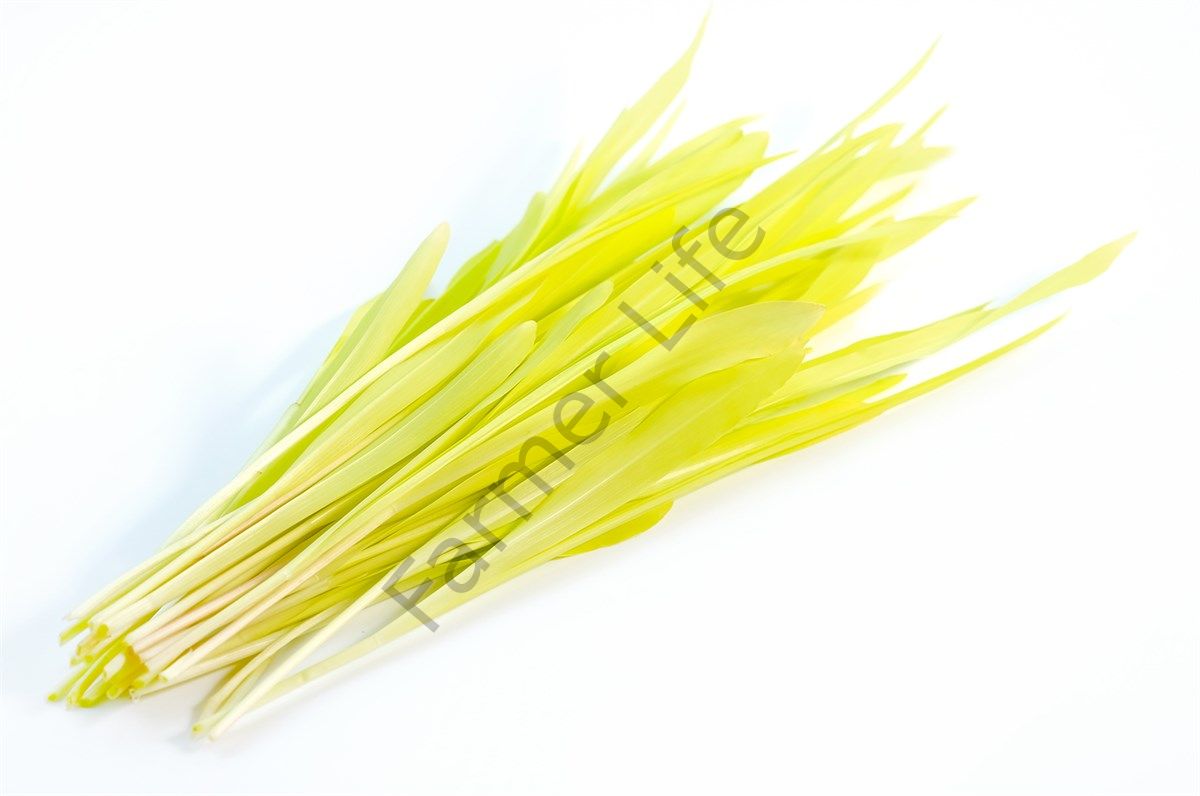 Microgreen Süt Mısır Tohumu 25 gr