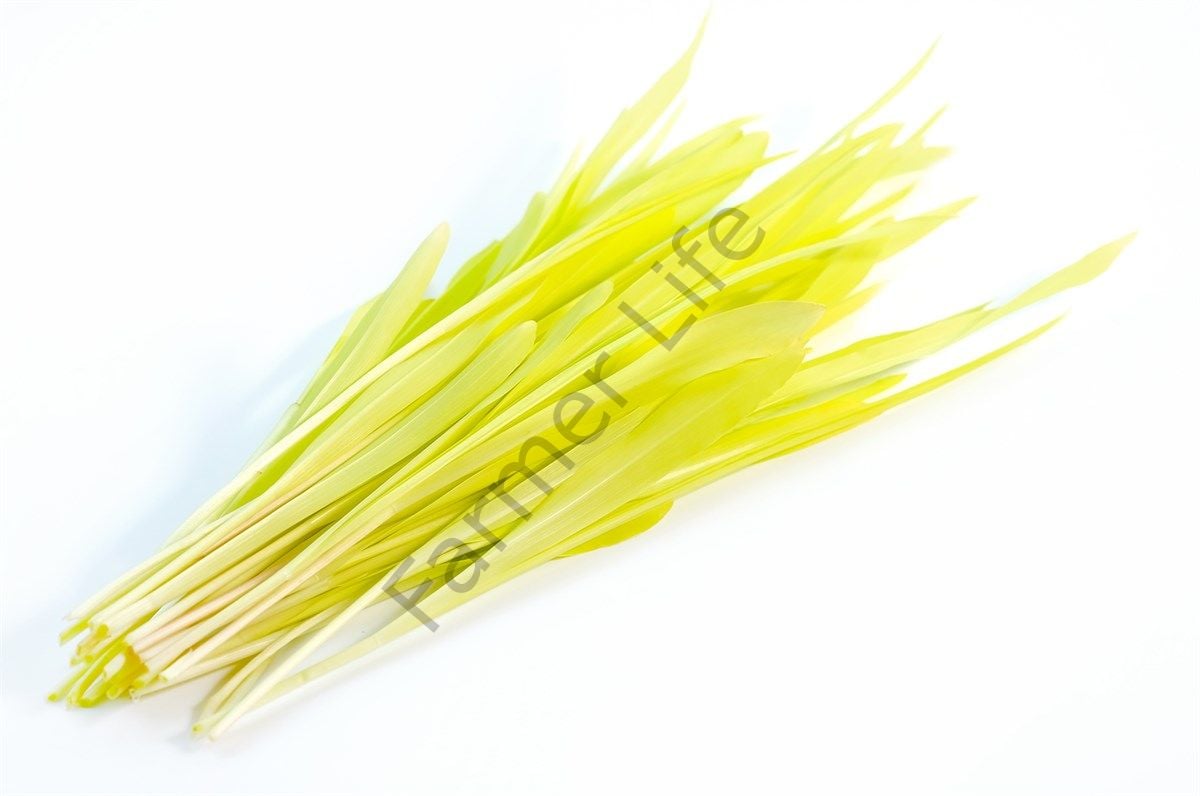 Microgreen Süt Mısır Tohumu 25 gr