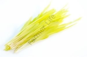 Microgreen Süt Mısır Tohumu 25 gr