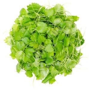 Microgreen Yeşillik Anason Tohumu 25 gr