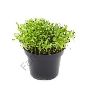 Microgreen Yeşillik Anason Tohumu 25 gr