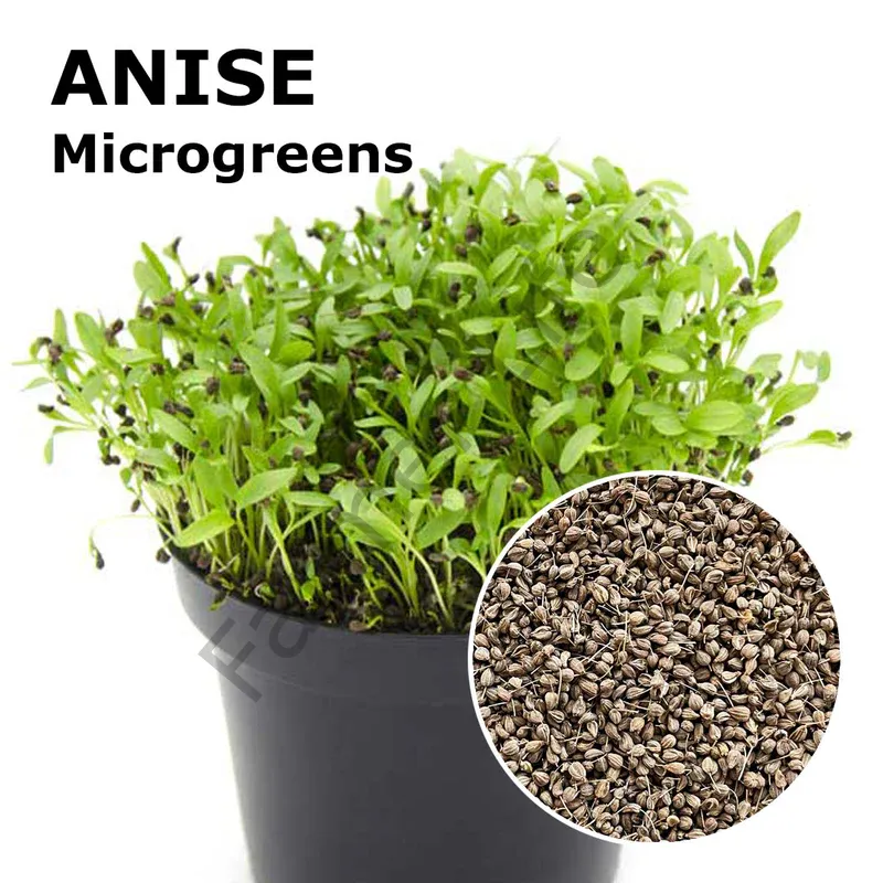 Microgreen Yeşillik Anason Tohumu 25 gr