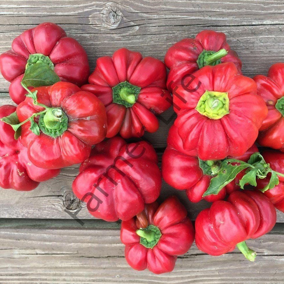 (Tatlı) Kamber Domates Biber Fidesi 6 Adet