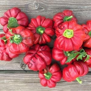(Tatlı) Kamber Domates Biber Fidesi 6 Adet