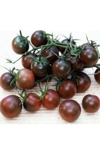 Yediveren Çikolata Cherry Domates Fidesi 6 Adet