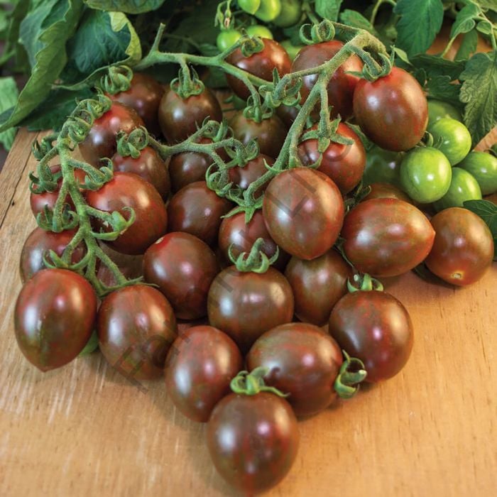 Yediveren Çikolata Cherry Domates Fidesi 6 Adet