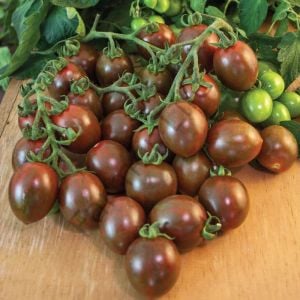 Yediveren Çikolata Cherry Domates Fidesi 6 Adet