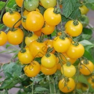 Yediveren Sarı Cherry Domates Fidesi 6 Adet
