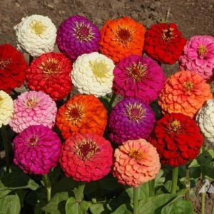 Karışık Renk Zinnia (Zinya) Çiçeği Fidesi 6 Adet