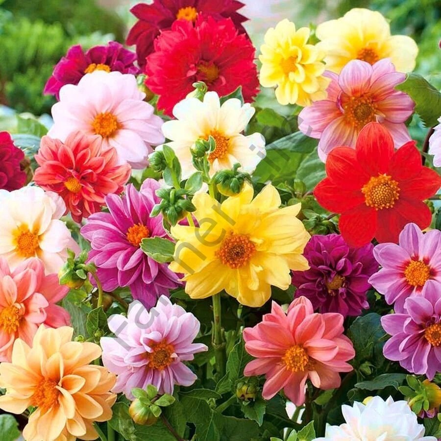 Karışık Renk Dahlia Çiçeği Fidesi 6 Adet