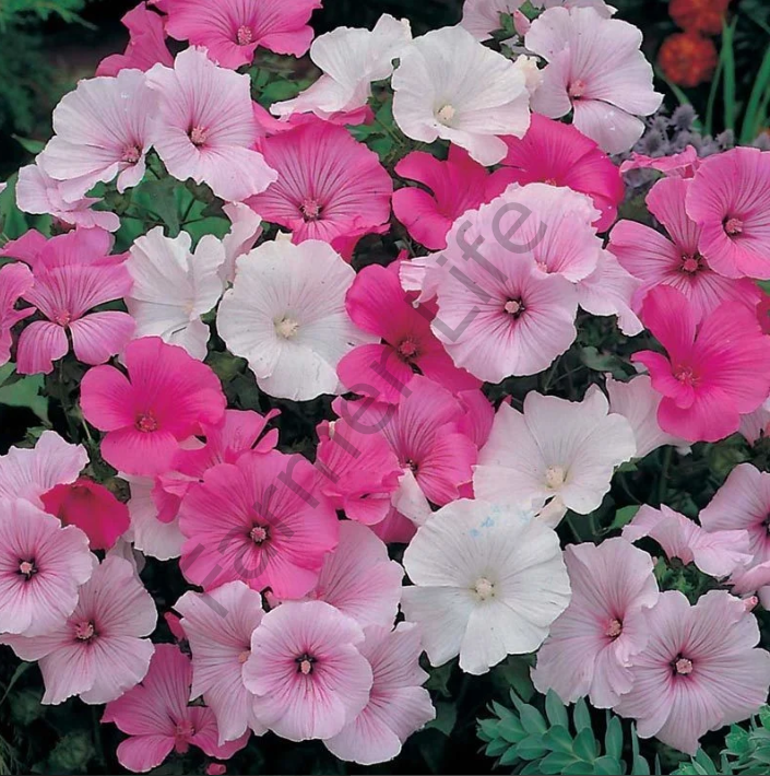 Pamuk çiçeği (Lavatera Trimestris) Tohumu