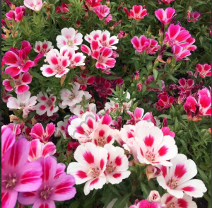 Yer Açelyası (Godetia Grandiflora) Tohumu