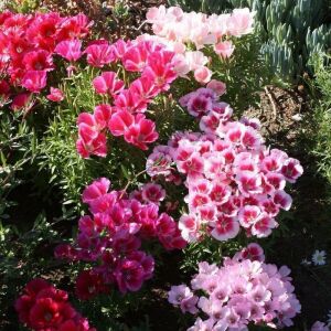 Yer Açelyası (Godetia Grandiflora) Tohumu