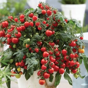 Tiny Tim Cherry Domates Tohumu (10 Tohum)