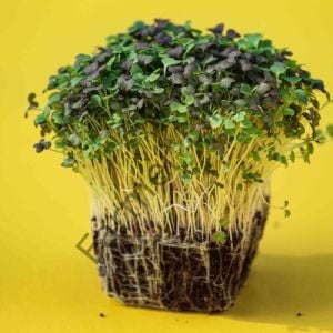 Organik Microgreen Yeşillik Soya Fasulyesi Tohumu 50 gr