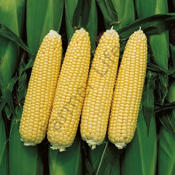 Tatlı Süt Mısır (Şeker Mısır) Fidesi 12 Adet