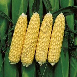 Tatlı Süt Mısır (Şeker Mısır) Fidesi 12 Adet