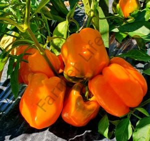 Turuncu California Biber Fidesi 6 Adet