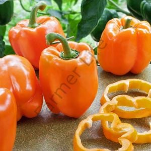 Turuncu California Biber Fidesi 6 Adet