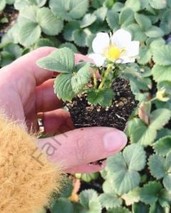 Yediveren Albion Çilek Fidesi 6 Adet