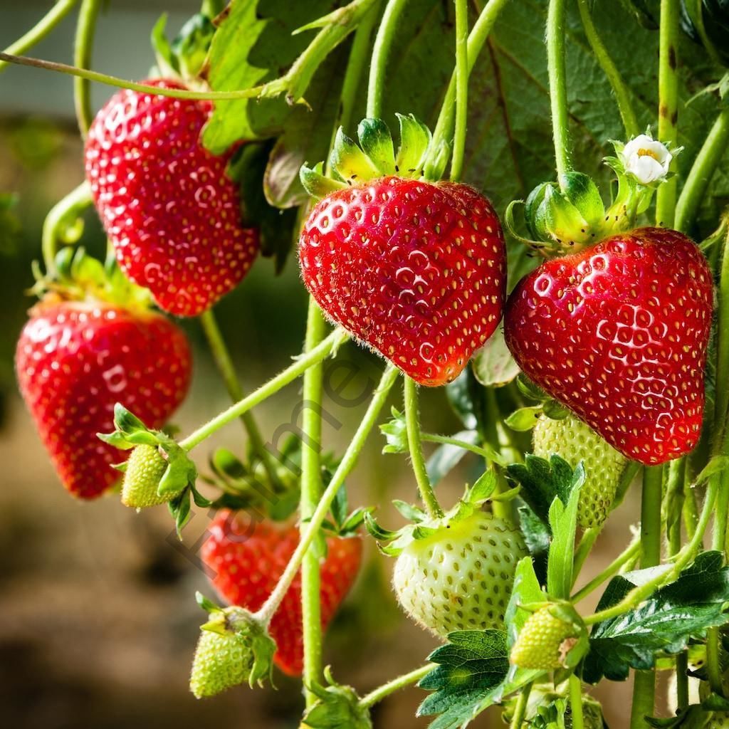 Yediveren Albion Çilek Fidesi 6 Adet