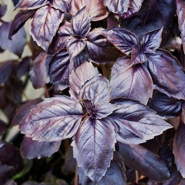 Mor Reyhan Fidesi 6 Adet