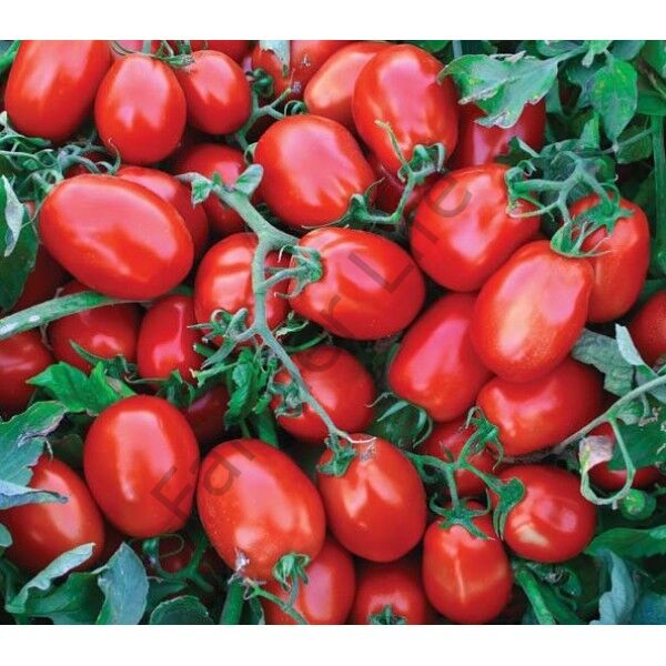 Yerli Salçalık - sosluk Domates Fidesi 6 Adet
