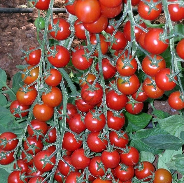 Atalık Çılgın Cherry Domates Fidesi 6 Adet