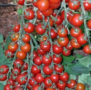 Atalık Çılgın Cherry Domates Fidesi 6 Adet