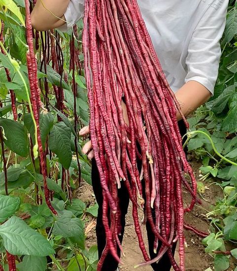Kırmızı Çin Börülcesi Fidesi (Red Cowpea)