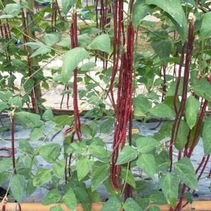 Kırmızı Çin Börülcesi Fidesi (Red Cowpea)