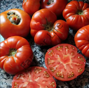 Maniye Safranbolu Domates Fidesi 6 Adet