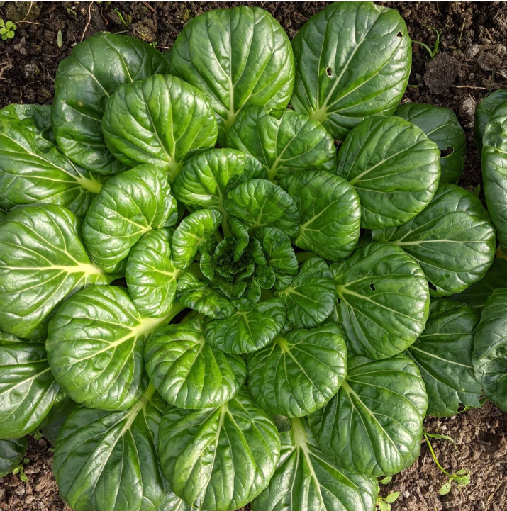 Tatsoi Fidesi (Yaprak Hardalı) 6 Adet